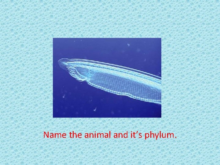 Name the animal and it’s phylum. 