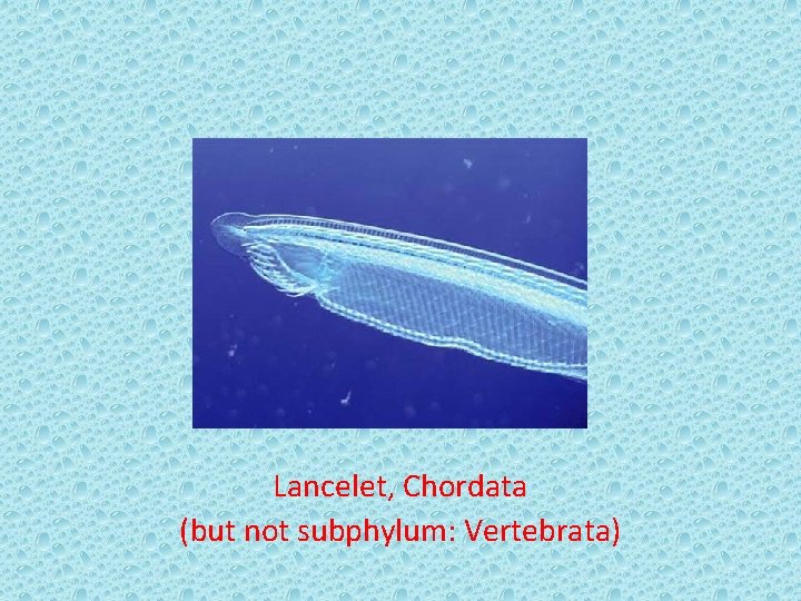 Lancelet, Chordata (but not subphylum: Vertebrata) 