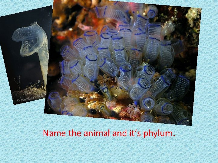 Name the animal and it’s phylum. 