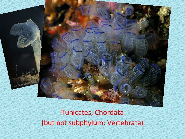 Tunicates, Chordata (but not subphylum: Vertebrata) 