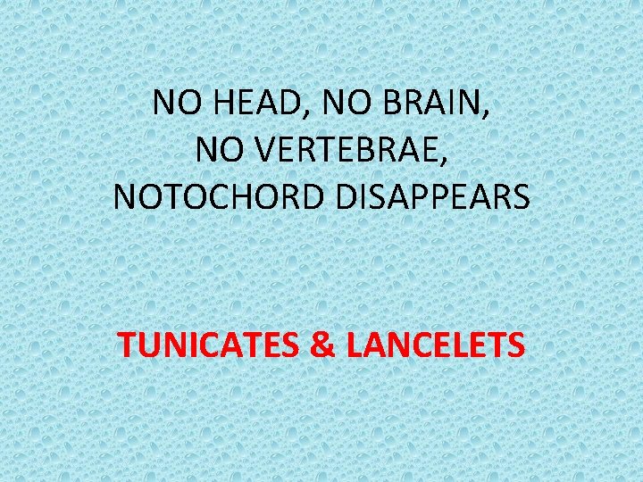 NO HEAD, NO BRAIN, NO VERTEBRAE, NOTOCHORD DISAPPEARS TUNICATES & LANCELETS 