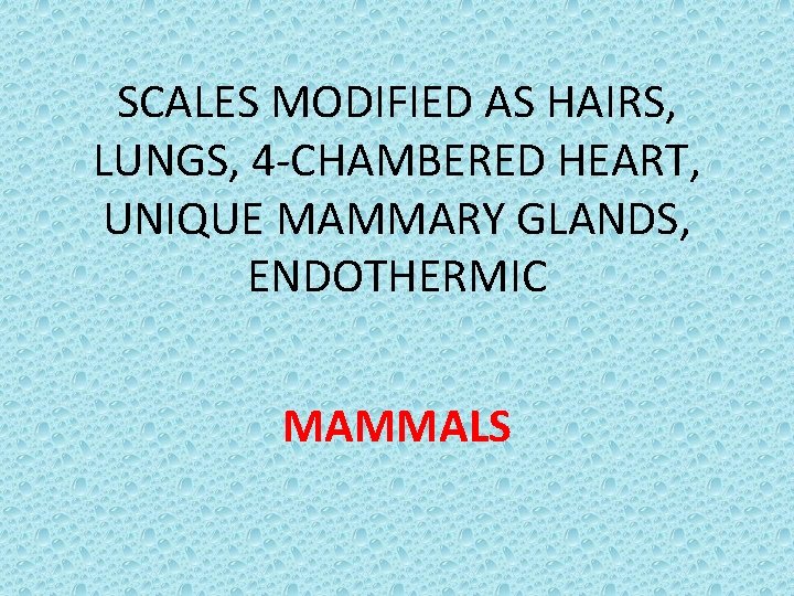 SCALES MODIFIED AS HAIRS, LUNGS, 4 -CHAMBERED HEART, UNIQUE MAMMARY GLANDS, ENDOTHERMIC MAMMALS 