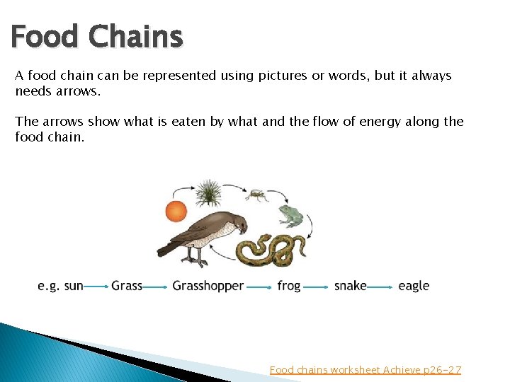 Food Chains A food chain can be represented using pictures or words, but it