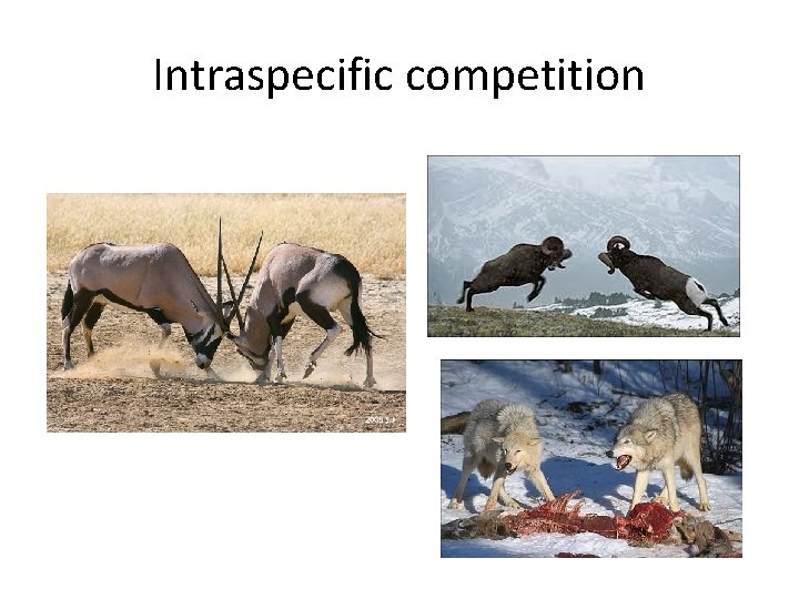 Intraspecific competition 