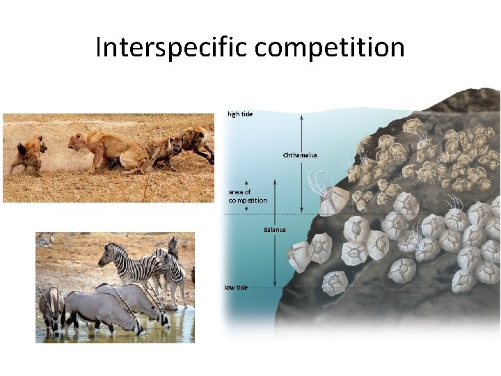 Interspecific competition high tide Chthamalus area of competition Balanus low tide 