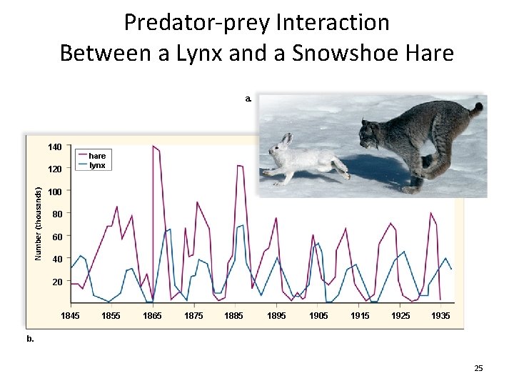 Predator-prey Interaction Between a Lynx and a Snowshoe Hare a. 140 Number (thousands) 120