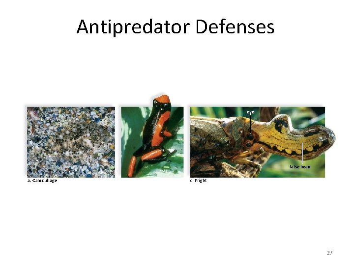 Antipredator Defenses eye false head a. Camouflage b. Warning colorization c. Fright 27 