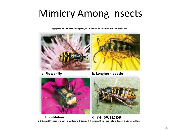 Mimicry Among Insects Copyright © The Mc. Graw-Hill Companies, Inc. Permission required for reproduction