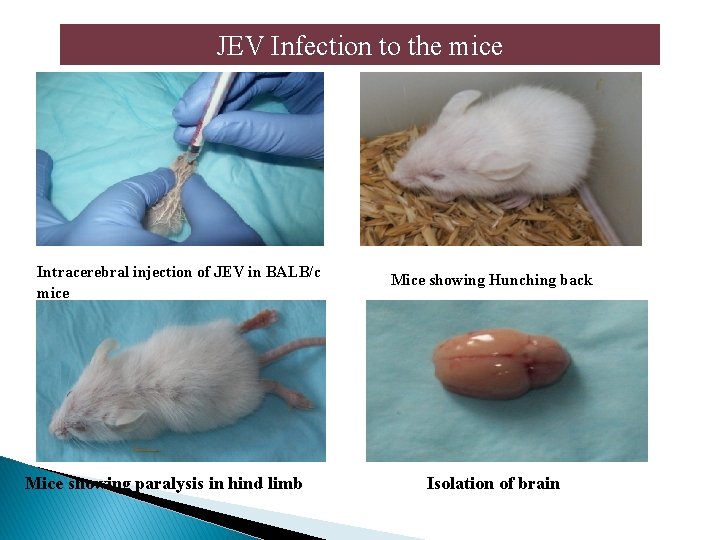 JEV Infection to the mice Intracerebral injection of JEV in BALB/c mice Mice showing