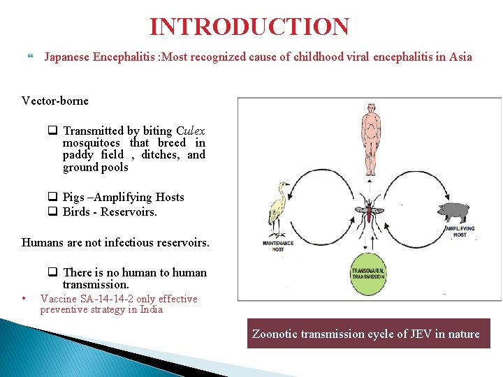 INTRODUCTION Japanese Encephalitis : Most recognized cause of childhood viral encephalitis in Asia Vector-borne
