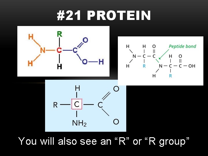 #21 PROTEIN You will also see an “R” or “R group” 