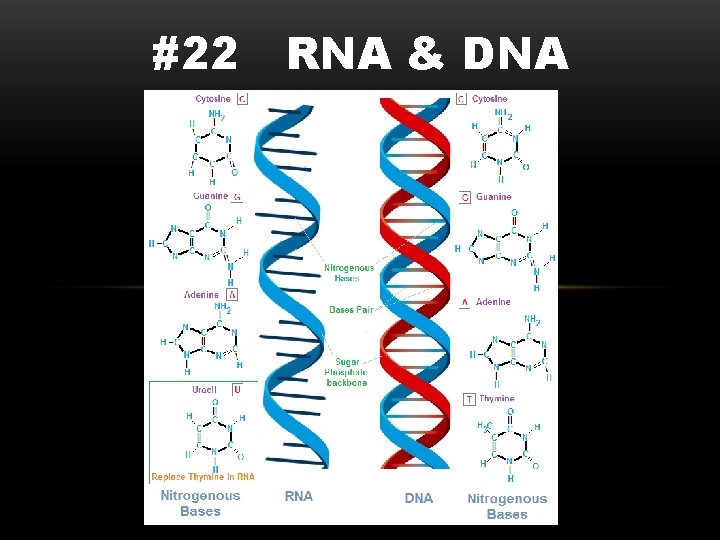 #22 RNA & DNA 