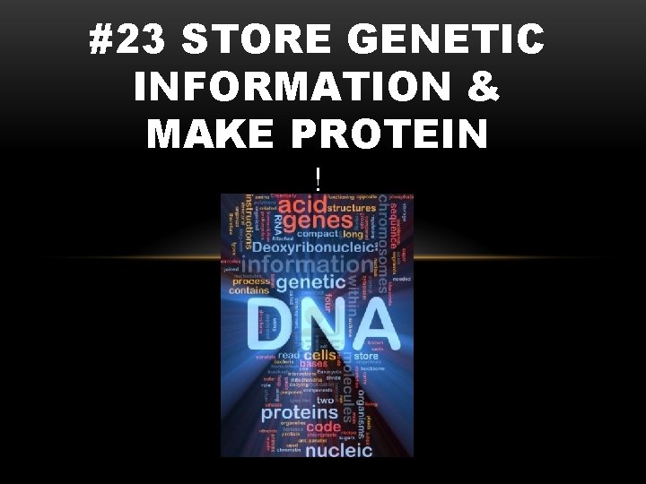 #23 STORE GENETIC INFORMATION & MAKE PROTEIN ! 