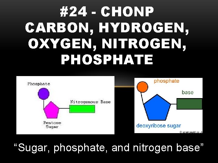 #24 - CHONP CARBON, HYDROGEN, OXYGEN, NITROGEN, PHOSPHATE “Sugar, phosphate, and nitrogen base” 