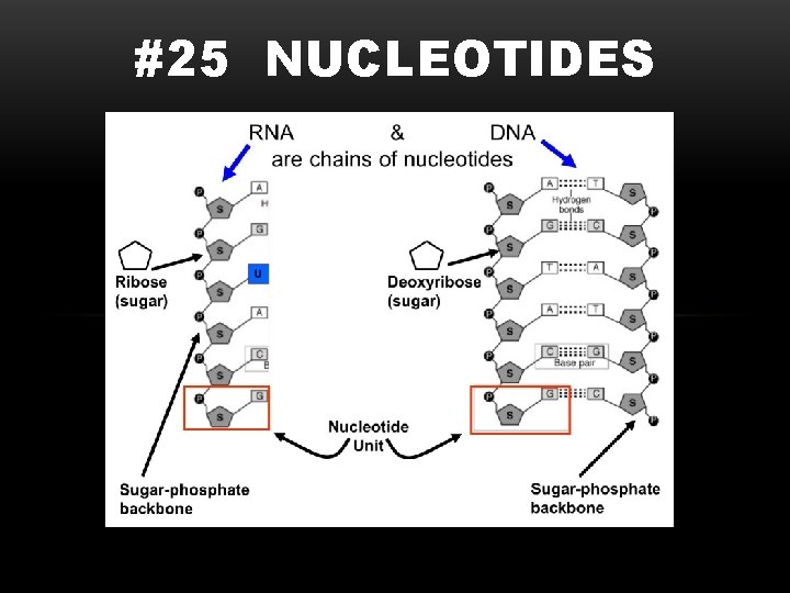 #25 NUCLEOTIDES 