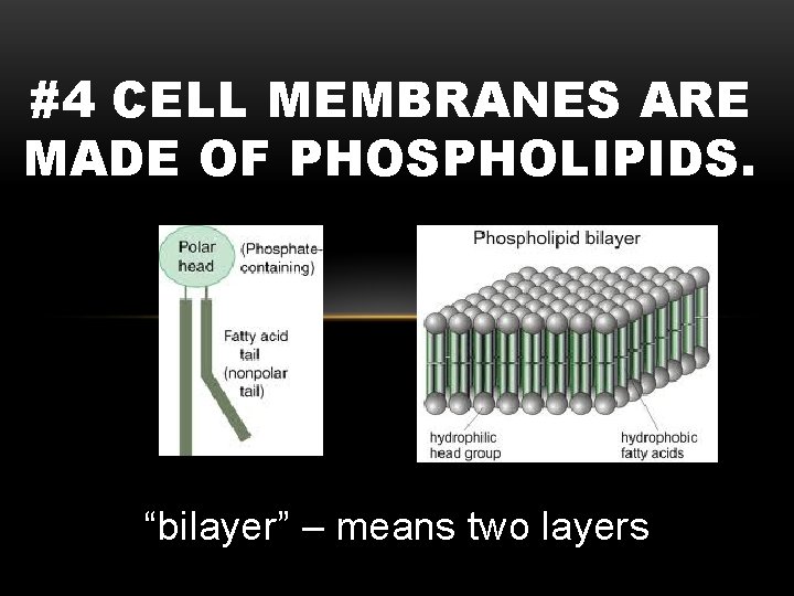 #4 CELL MEMBRANES ARE MADE OF PHOSPHOLIPIDS. “bilayer” – means two layers 