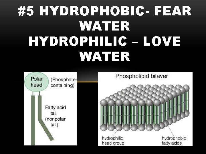 THE CHEMISTRY OF LIFE MACROMOLECULES AKA Biochemistry 1
