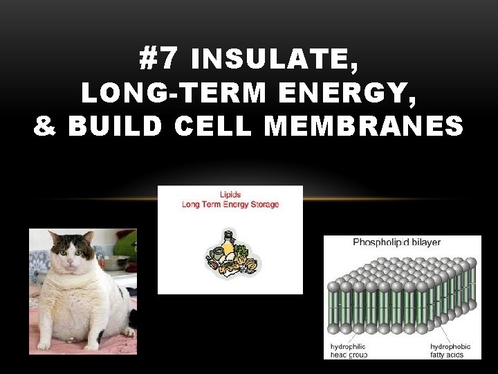 #7 INSULATE, LONG-TERM ENERGY, & BUILD CELL MEMBRANES 