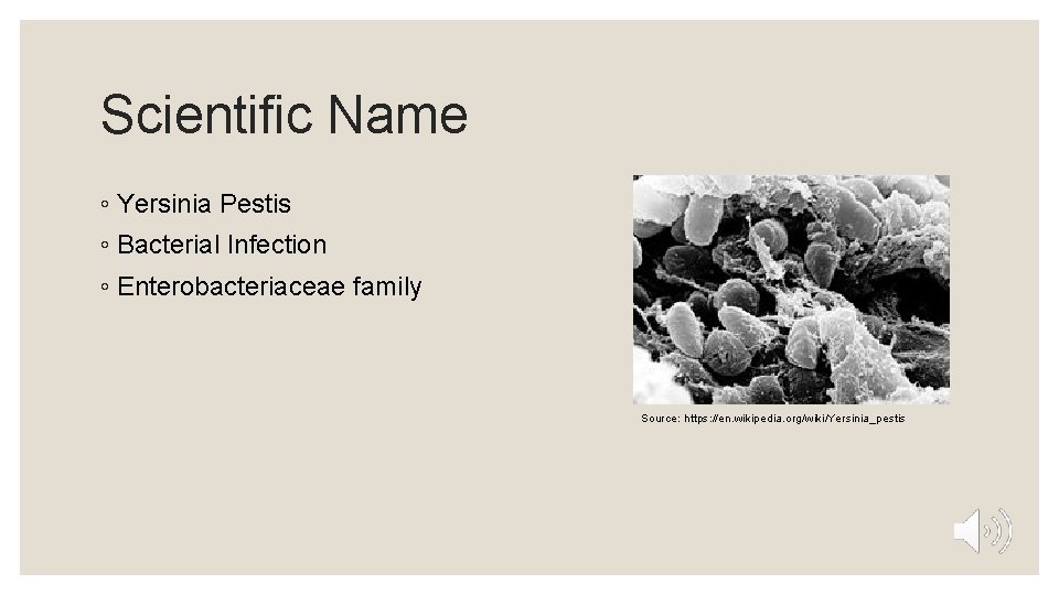 Scientific Name ◦ Yersinia Pestis ◦ Bacterial Infection ◦ Enterobacteriaceae family Source: https: //en.