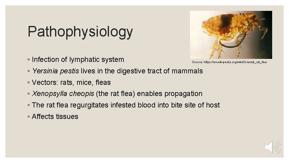 Pathophysiology ◦ Infection of lymphatic system Source: https: //en. wikipedia. org/wiki/Oriental_rat_flea ◦ Yersinia pestis