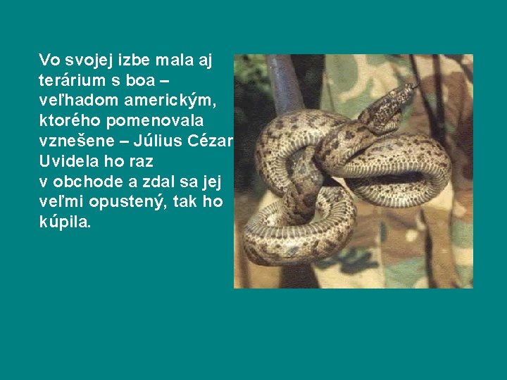 Vo svojej izbe mala aj terárium s boa – veľhadom americkým, ktorého pomenovala vznešene