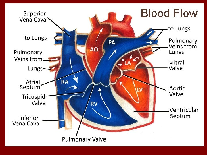 Blood Flow 