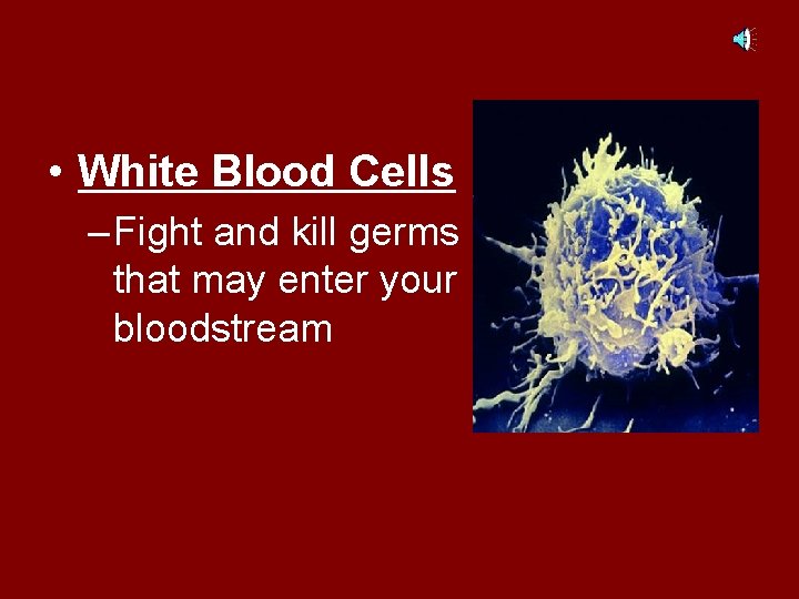  • White Blood Cells – Fight and kill germs that may enter your