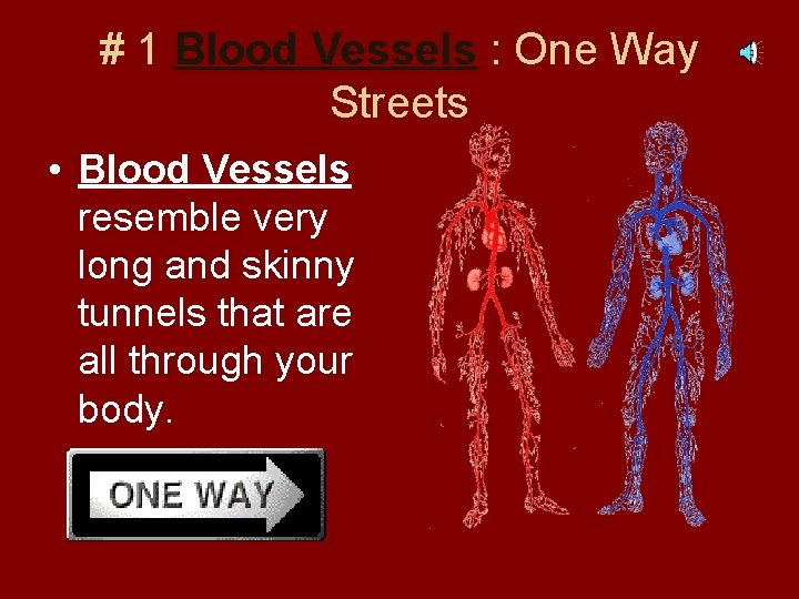 # 1 Blood Vessels : One Way Streets • Blood Vessels resemble very long