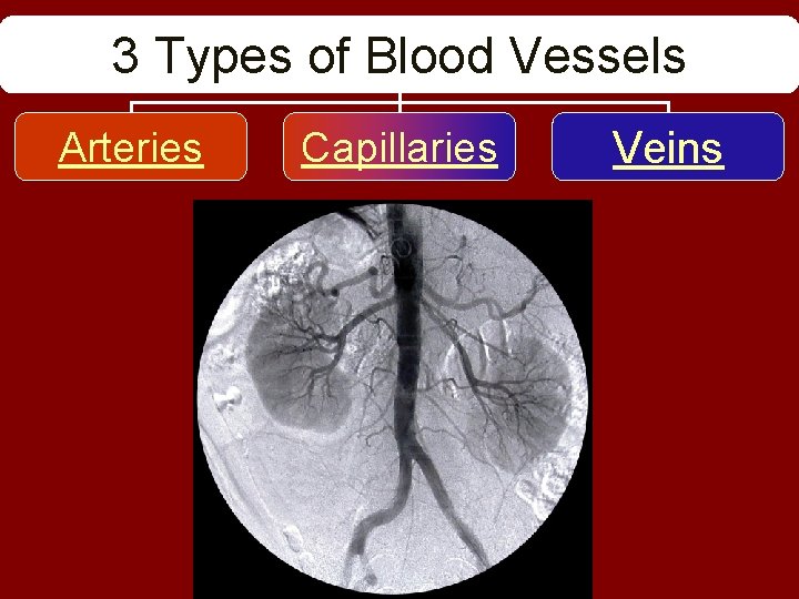 3 Types of Blood Vessels Arteries Capillaries Veins 