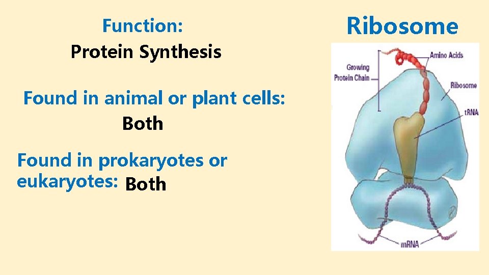 Function: Protein Synthesis Found in animal or plant cells: Both Found in prokaryotes or