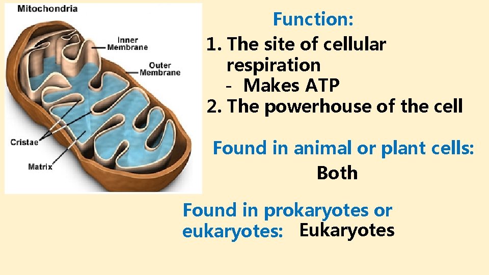 Function: 1. The site of cellular respiration - Makes ATP 2. The powerhouse of