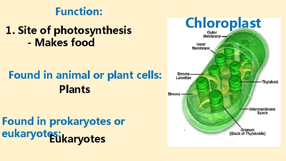 Function: 1. Site of photosynthesis - Makes food Found in animal or plant cells: