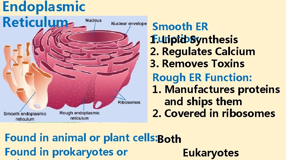 Endoplasmic Reticulum Smooth ER Function: 1. Lipid Synthesis 2. Regulates Calcium 3. Removes Toxins