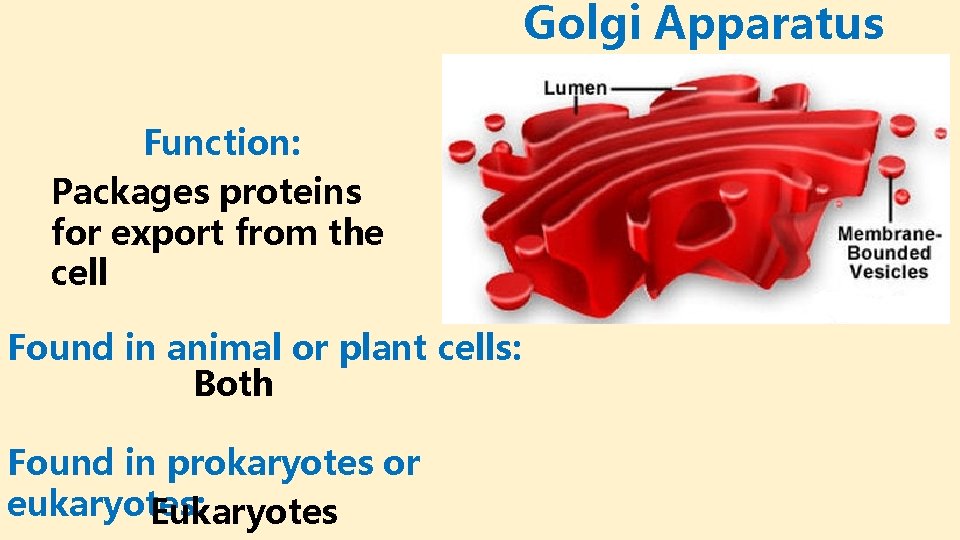 Golgi Apparatus Function: Packages proteins for export from the cell Found in animal or