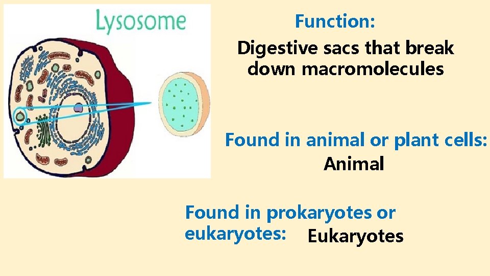 Function: Digestive sacs that break down macromolecules Found in animal or plant cells: Animal
