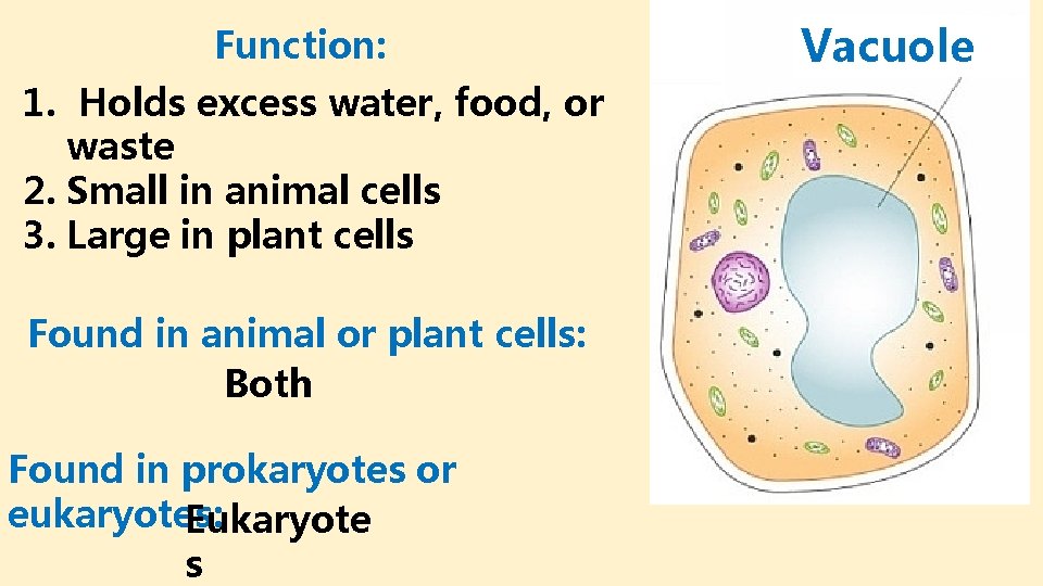 Function: 1. Holds excess water, food, or waste 2. Small in animal cells 3.
