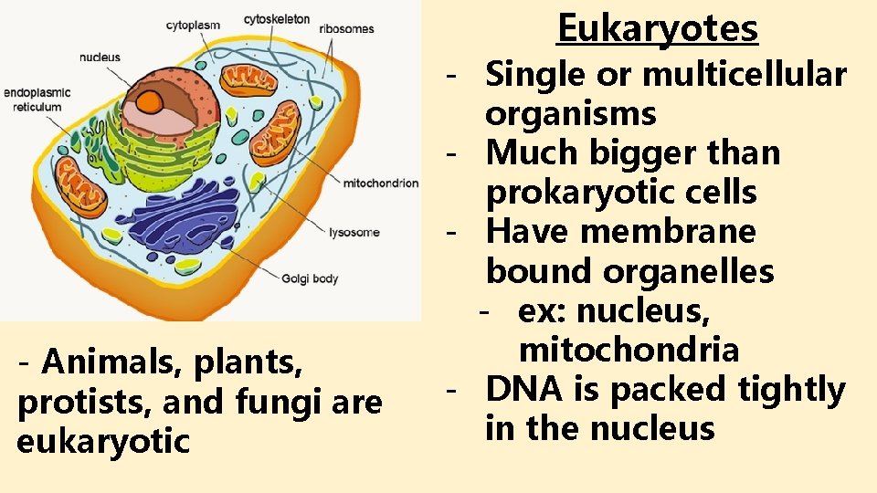 Eukaryotes - Animals, plants, protists, and fungi are eukaryotic - Single or multicellular organisms