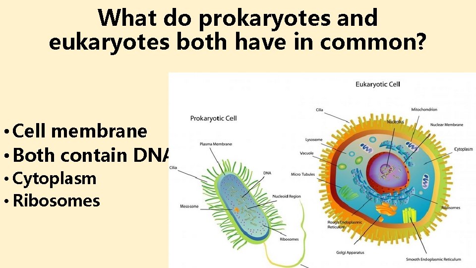 What do prokaryotes and eukaryotes both have in common? • Cell membrane • Both