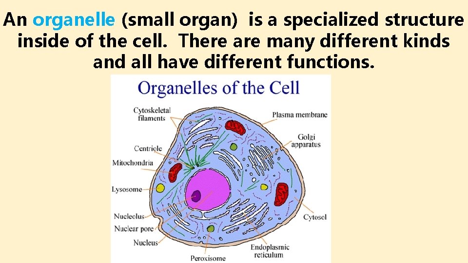 An organelle (small organ) is a specialized structure inside of the cell. There are