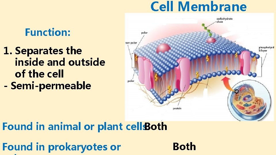 Cell Membrane Function: 1. Separates the inside and outside of the cell - Semi-permeable