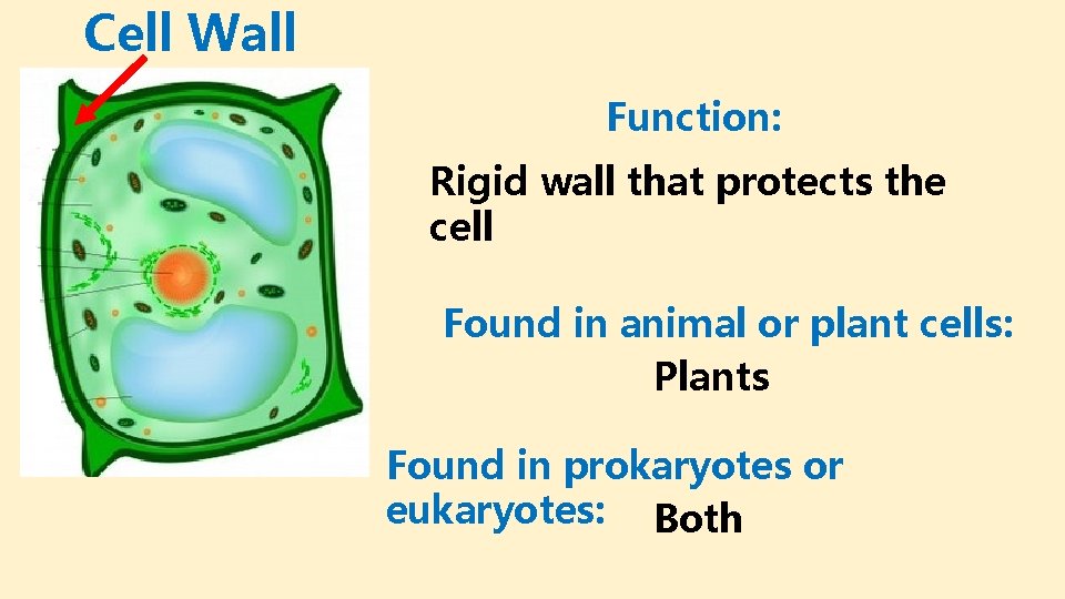 Cell Wall Function: Rigid wall that protects the cell Found in animal or plant