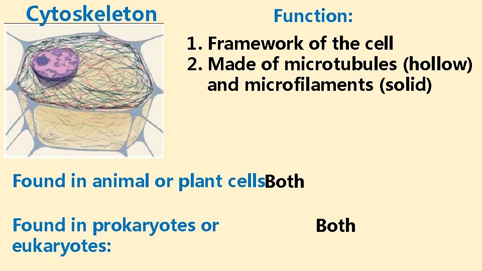 Cytoskeleton Function: 1. Framework of the cell 2. Made of microtubules (hollow) and microfilaments