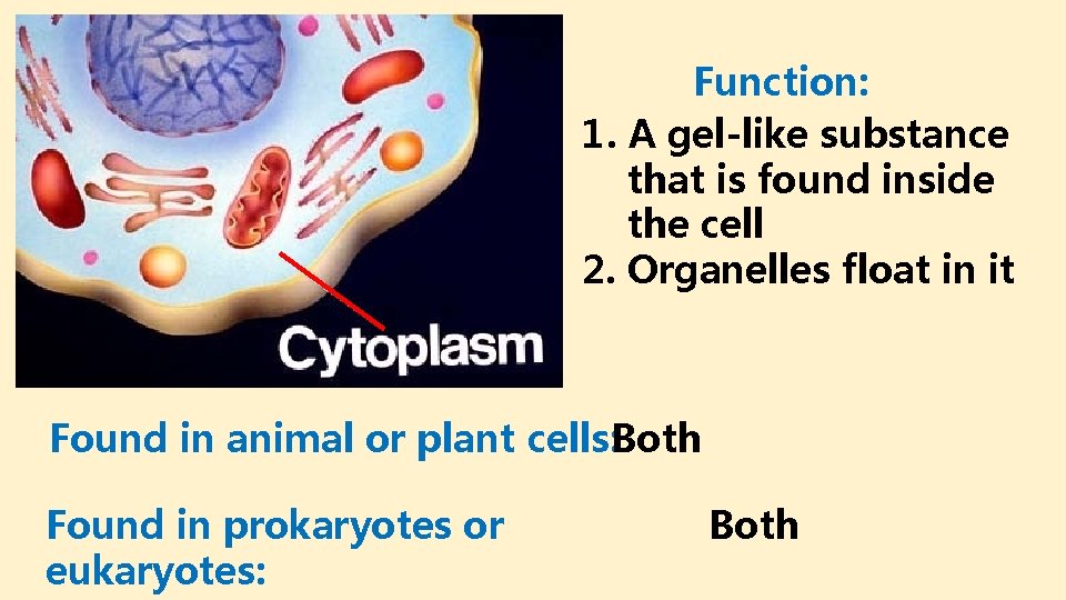 Function: 1. A gel-like substance that is found inside the cell 2. Organelles float