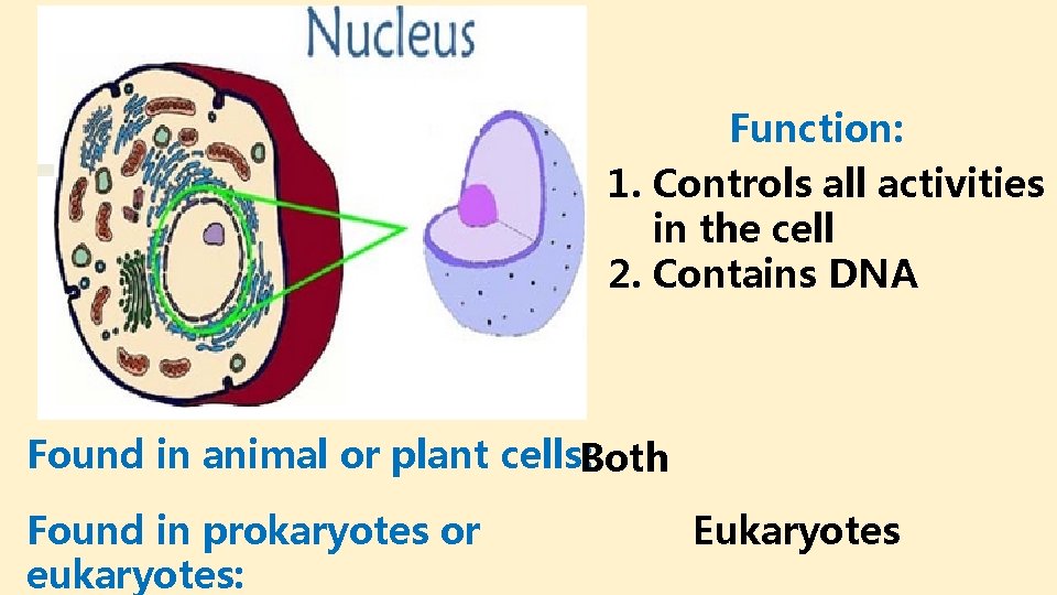 Function: 1. Controls all activities in the cell 2. Contains DNA Found in animal