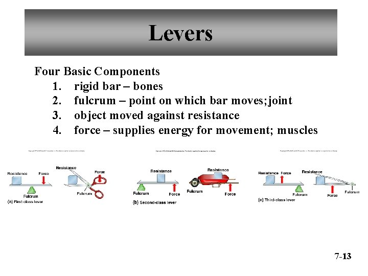 Levers Four Basic Components 1. rigid bar – bones 2. fulcrum – point on