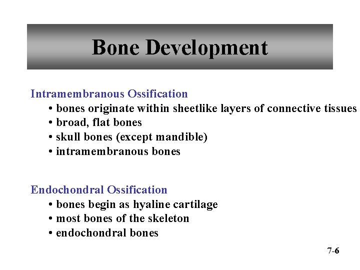 Bone Development Intramembranous Ossification • bones originate within sheetlike layers of connective tissues •