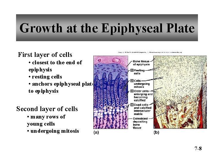 Growth at the Epiphyseal Plate First layer of cells • closest to the end