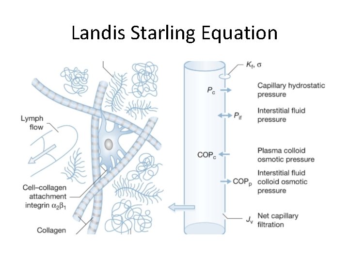 Landis Starling Equation 