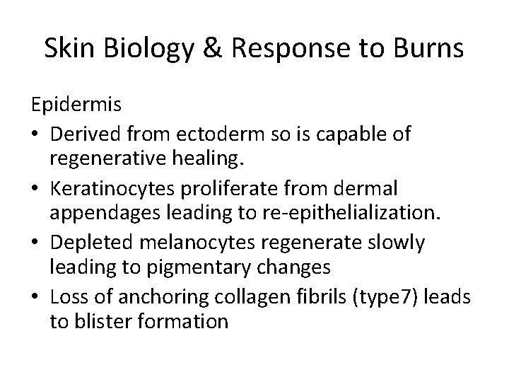 Skin Biology & Response to Burns Epidermis • Derived from ectoderm so is capable