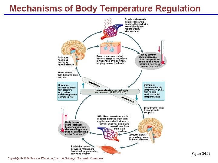 Mechanisms of Body Temperature Regulation Figure 24. 27 Copyright © 2004 Pearson Education, Inc.